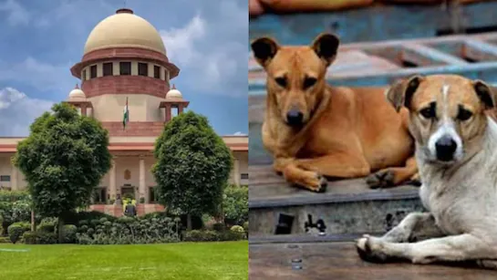 satire: stray dogs and supreme court's decision satire: stray dogs and supreme court's decision
