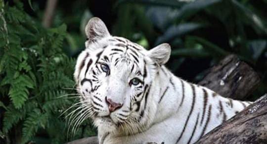 White Tiger White Tiger