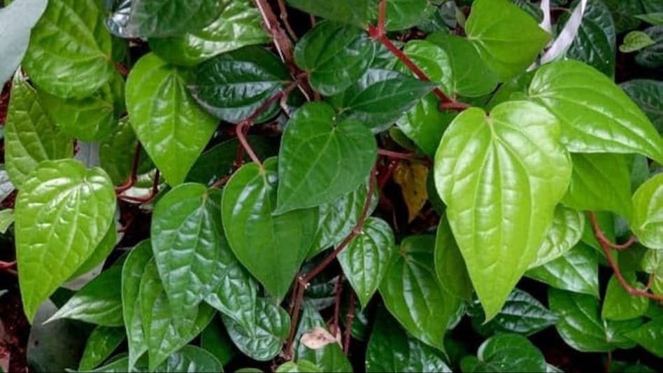 659e60eeaf384 betel leaf farming 101837306 16x9 1 659e60eeaf384 betel leaf farming 101837306 16x9 1