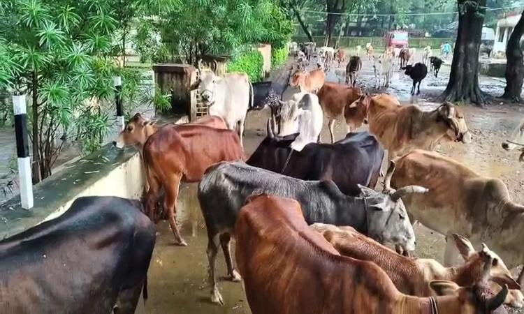 Stray Animals & SDM bungalow