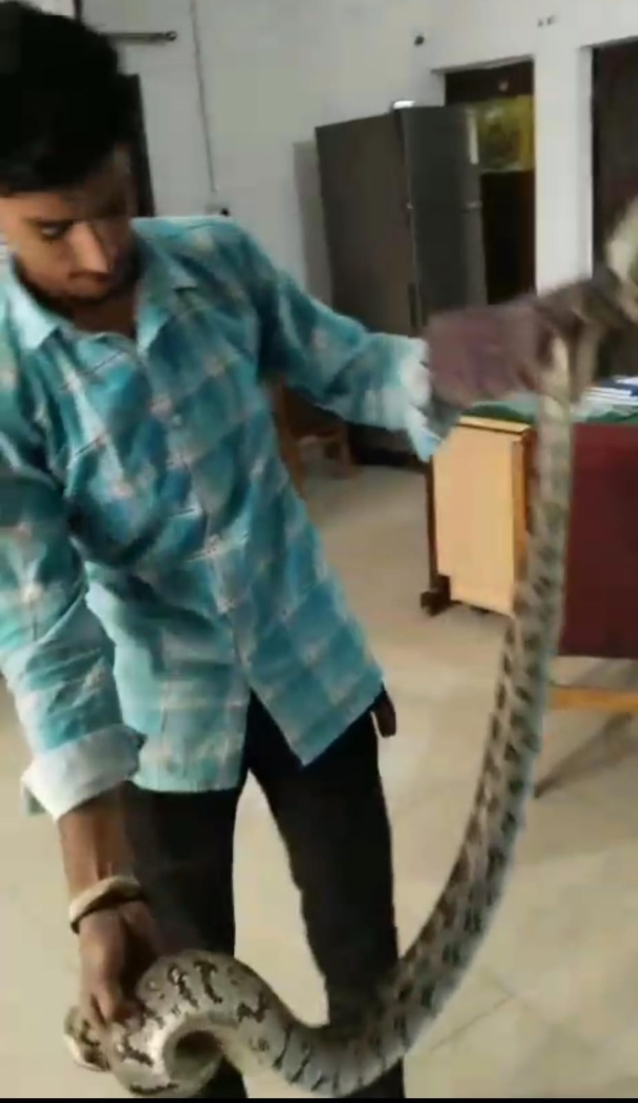 Python in Police Station Python in Police Station