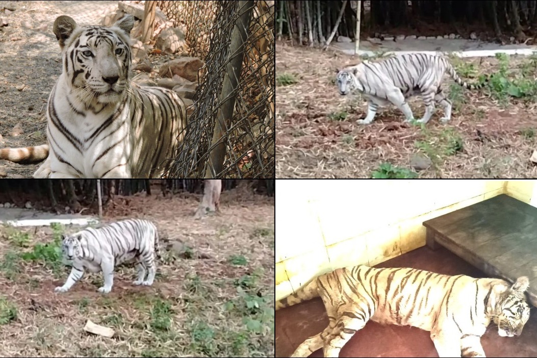 cr 2024091966ec54654d2fa White Tiger