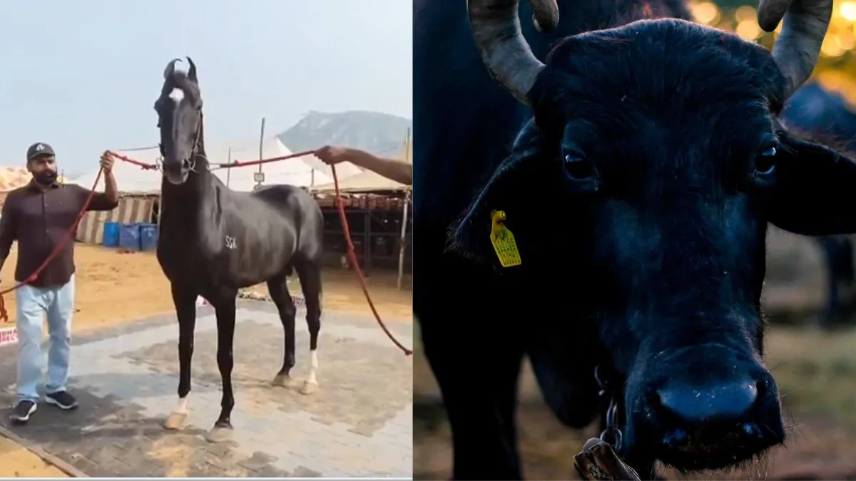 Pushkar-fair-2024-1761645548145