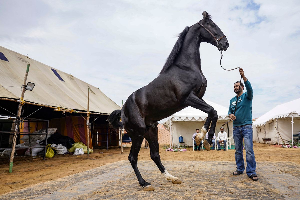 horse Shahbaz horse Shahbaz