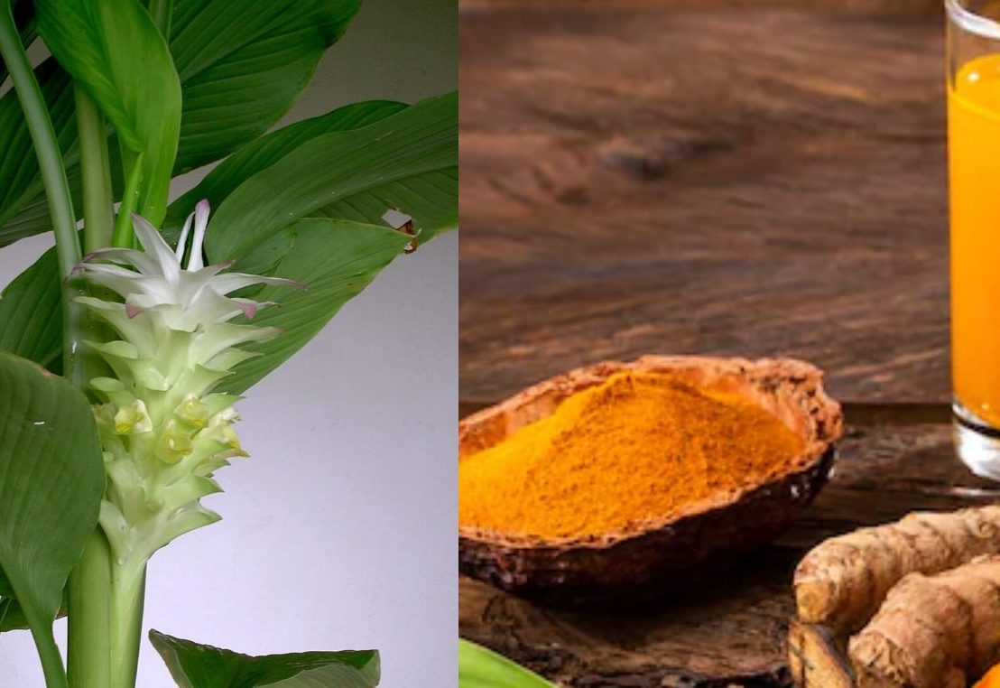 Turmeric Turmeric