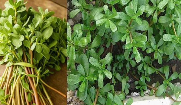 hdrrqeu4_kulfa-saag-_625x300_05_July_25