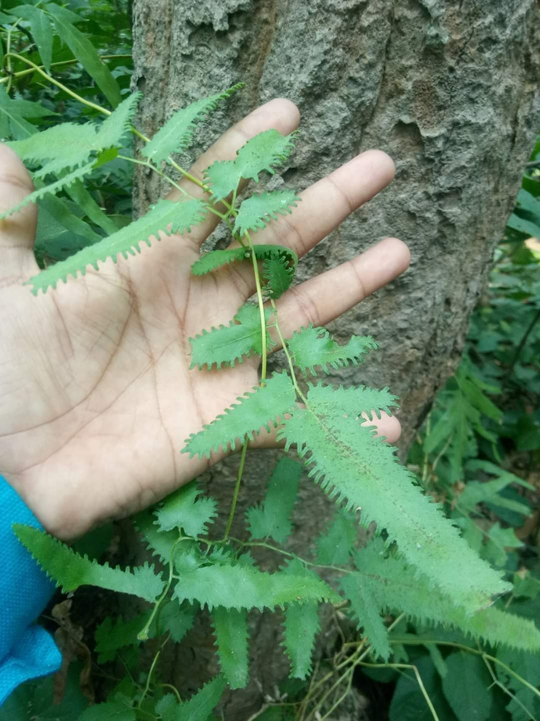 mp-chh-02-bhoolanbel-tree-dry-7204291_02072024111312_0207f_1719898992_569