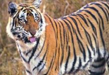 Tiger Movement in Bhopal : चंदनपुरा, जागरण लेक सिटी और कलियासोत डैम मार्ग में बढ़ी फॉरेस्ट चैकिंग