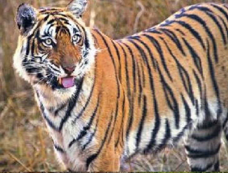 Tiger Corridor