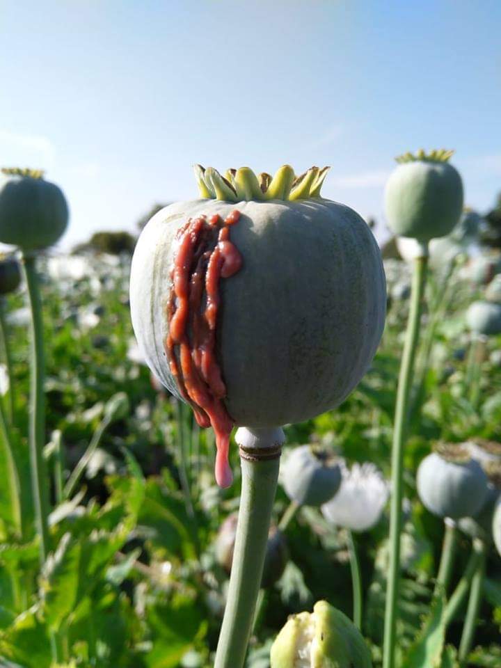 IMG-20260327-WA0065