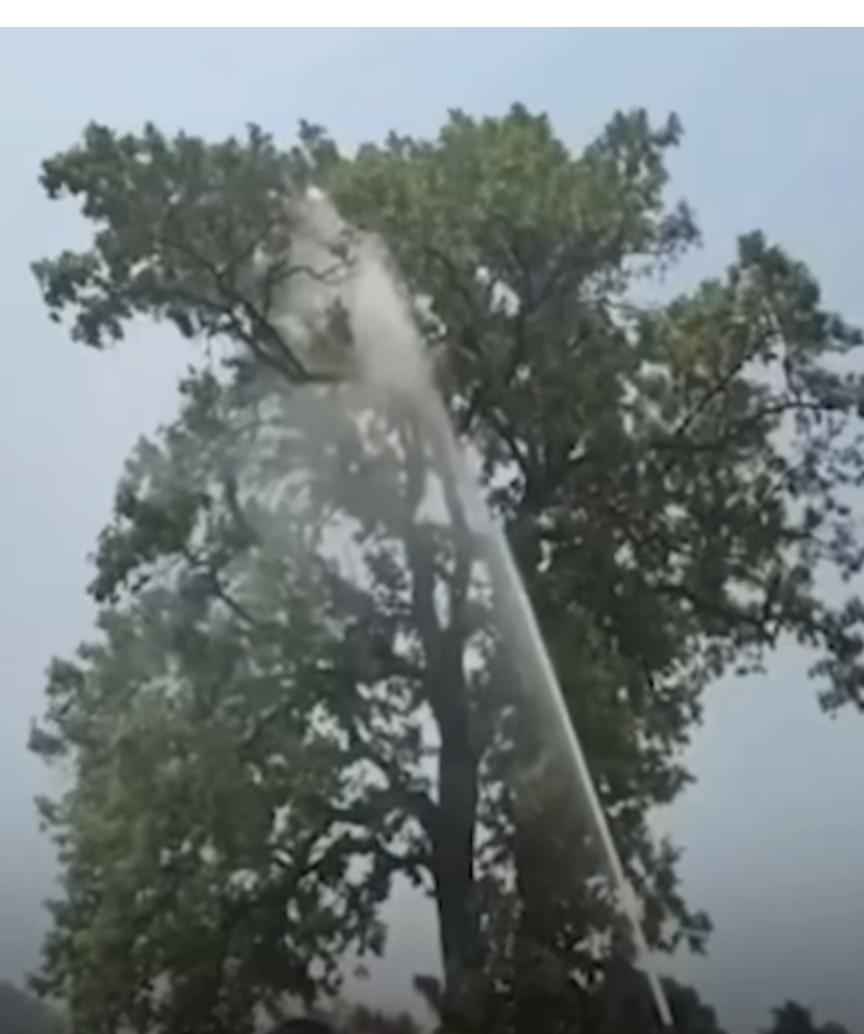 WhatsApp Image 2026-04-22 at 14.43.40 The Sahib's pet parrot flew away; the fire brigade arrived to retrieve it from a tree and expended thousands of liters of water.