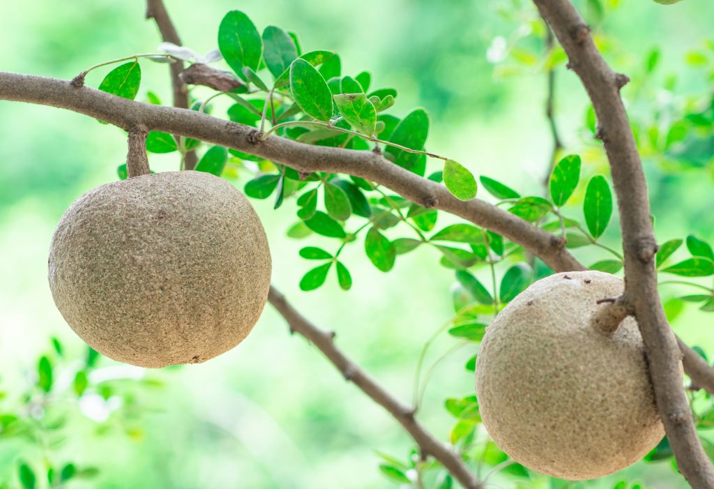 Benefits-of-Kapittha-or-Catechu-or-kattha-tree--1024x701