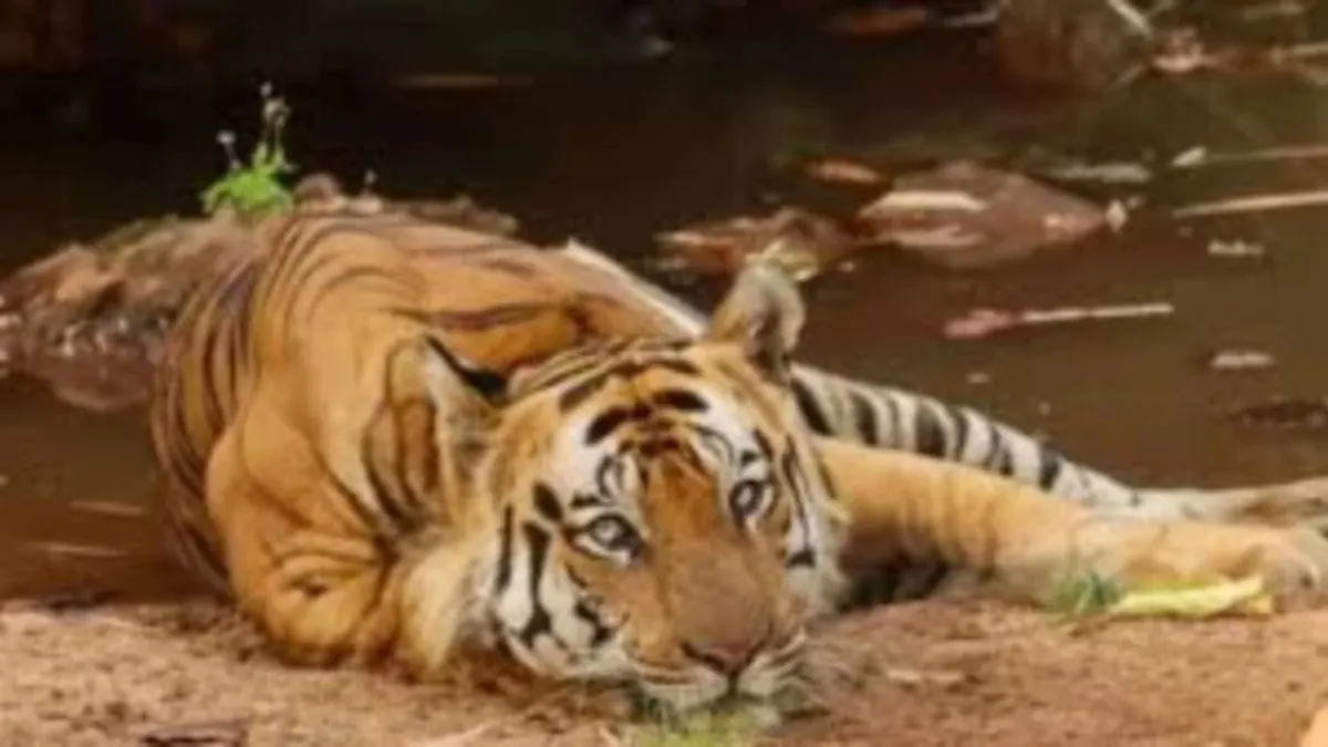 tiger-died-2154-1779790548760