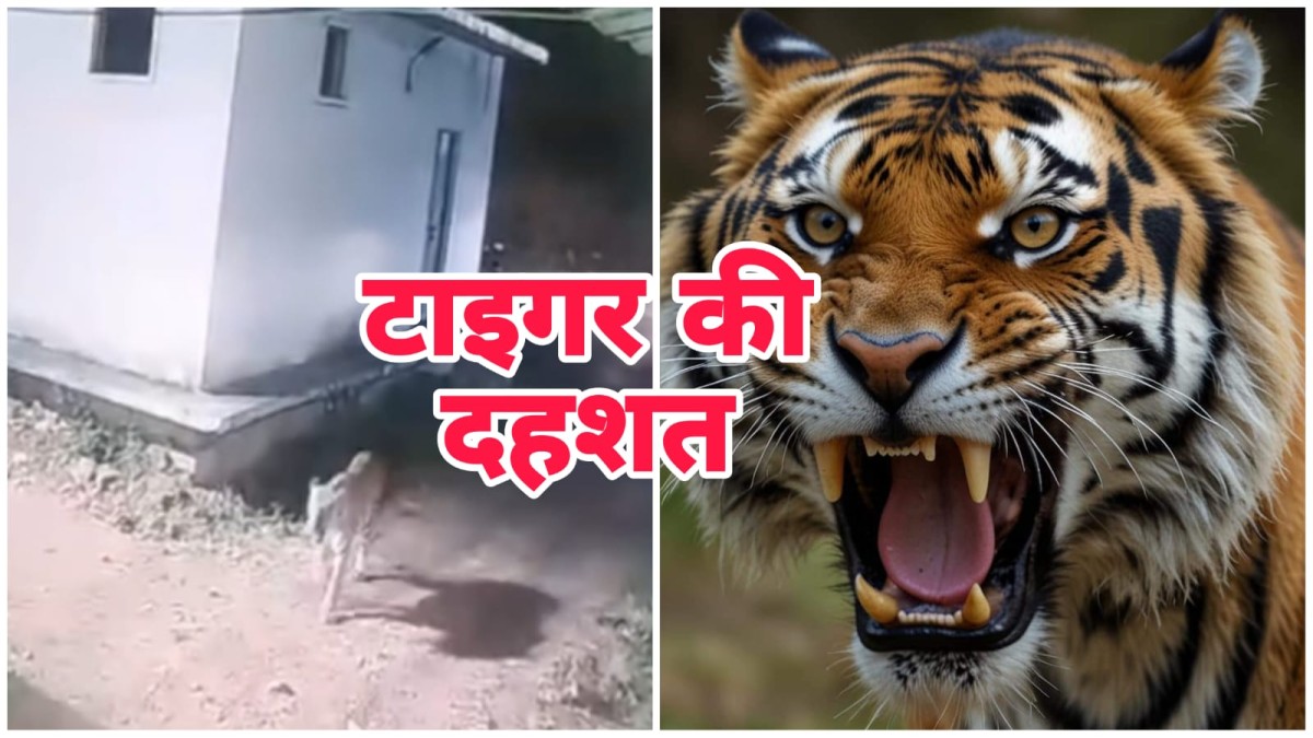 tiger