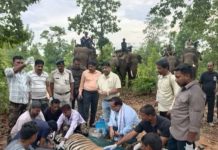 Tragic Incident and Major Wildlife Operation At Bandhavgarh Tiger Reserve: अन्नू रजक की मौत के कुछ ही घंटों बाद ही बाघ का रेस्क्यू