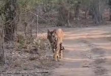 Bandhavgarh Tiger Reserve: पनपथा बफ़र जोन में बाघ की हालत नाजुक