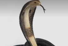 Advisory Issued on Snakebite : झाड़-फूंक नहीं, अस्पताल पहुंचें: सर्पदंश पर स्वास्थ्य विभाग की अपील!