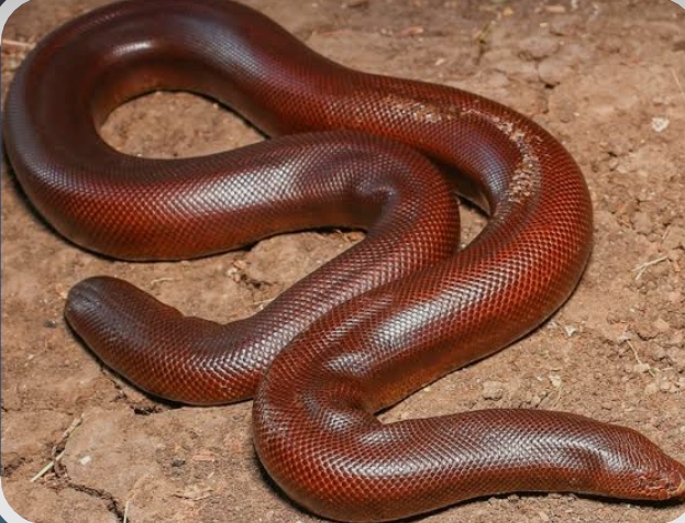 Red Sand Boa Smuggling : वन्‍यप्राणी दोमुंहा सांप की तस्‍करी करने वाले को 3 वर्ष की सजा!