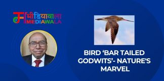 Bird ‘Bar Tailed Godwits’- Nature’s Marvel
