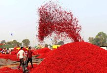 वाह…धनिया, लाल मिर्च,खुरसानी इमली ने ही इतिहास बना दिया …