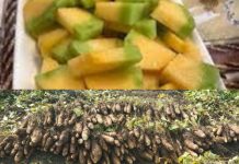 GI Tag for Balam Kakdi and Garadu : रतलामी बालम ककड़ी और गराडू को मिला जीआइ टैग!