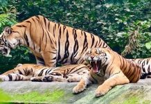 आंध्रप्रदेश को MP देगा बाघ और गौर, बदले में मिलेंगे वाइल्ड डॉग्स,राजस्थान से सोन चिरैया प्राप्त कर घाटीगांव और गांधी सागर में छोड़ेंगे