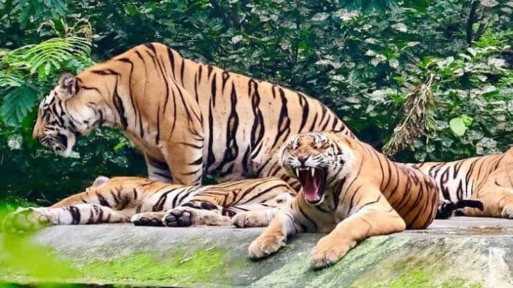 आंध्रप्रदेश को MP देगा बाघ और गौर, बदले में मिलेंगे वाइल्ड डॉग्स,राजस्थान से सोन चिरैया प्राप्त कर घाटीगांव और गांधी सागर में छोड़ेंगे