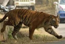 बांधवगढ़ में बाघ के हमले में एक व्यक्ति की मौत,जून माह में तीसरी बड़ी घटना,दहशत का माहौल