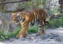 चंदनपुरा में एक नहीं, 2 बाघ का मूवमेंट, वन विभाग अलर्ट, दहशत बरकरार