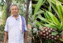 मेड़ पर लगाए थे कुछ पौधे… आज हर साल 2.5 लाख की कमाई, रायगढ़ के किसान अरुण सॉ ने अनानास की खेती से बदली तकदीर, बने प्रेरणा स्रोत