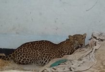 रात में घर में घुसा तेंदुआ, बकरी के बच्चे पर किया हमला; परिवार ने कर दिया उसे कैद