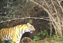 Bandhvgarh Tiger Reserve: ग्रामीण पर बाघ का हमला, क्षेत्र में दहशत